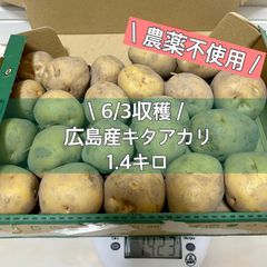 農薬不使用　じゃがいも　キタアカリ約1.4キロ