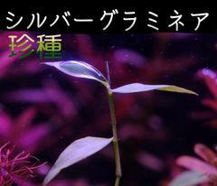 シルバーグラミネア  2本 水中葉  送料無料