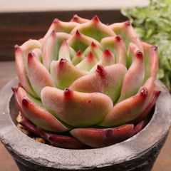 MA139	フローラ	【イータニク】多肉植物　韓国苗　第四種郵便発送