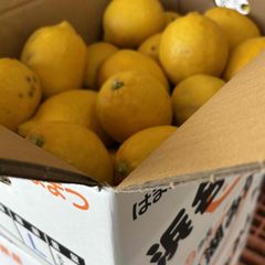 浜名湖産　業務用レモン（Ｍ～Ｓ）約2ｋｇ入りｘ1ケース
