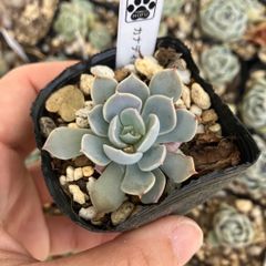 カナディアン　抜き苗　多肉植物　モフ多肉　エケベリア