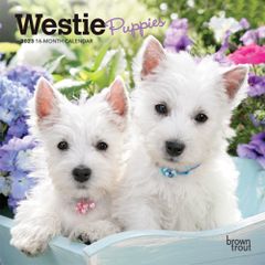 2023 子犬のウエストハイランドホワイトテリア / ウェスティ ミニカレンダー