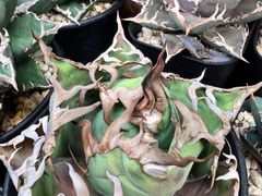アガベ　シーザー