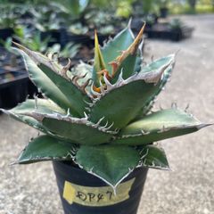 TB007 アガベチタノタブルー実生5株セット Agave titanota blue