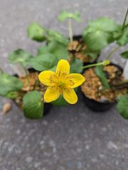 リュウキンカ　3鉢
