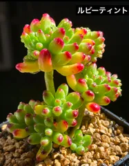 2025年最新】ルビーティント 多肉植物の人気アイテム - メルカリ