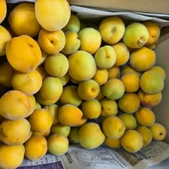 祈願梅【鶯宿梅】青梅 5キロ 鹿児島産 サイズ無選別 冷蔵便 祈願梅【鶯宿梅】青梅 5キロ 鹿児島産 サイズ無選別 冷蔵便 祈願梅【