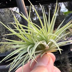 2頭＊チランジア イオナンタ ファットボーイ Tillandsia ionantha 'Fat