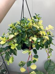 ペペロミア　グラベラ　吊り鉢　５号　ハンギング　インテリア　グリーン　観葉植物