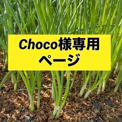 choco様専用ページ　‼️玉ねぎ苗各種