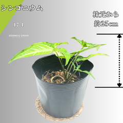 【沖縄育ち】約25cm シンゴニウム 観葉植物 南国育ち 17-4