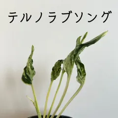 希少 ポトステルノ ラブソング - 植物/観葉植物