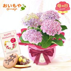 【おいもや公式】母の日限定 4号鉢 あじさい 紫陽花 【マジカルレボリューション ピンク】どら焼き スイーツ 和菓子 お菓子 鉢植え プレゼント 生花 花 ピンク おしゃれ かわいい (お届け時期:5/5～11のいずれか)
