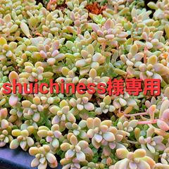 shuichiness様専用