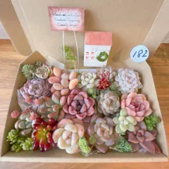 182 多肉植物寄せ植えセット オブジェオマケ付き