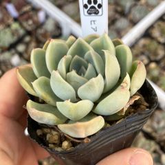 ヒアリナ×ラウィ　抜き苗　多肉植物　モフ多肉　エケベリア
