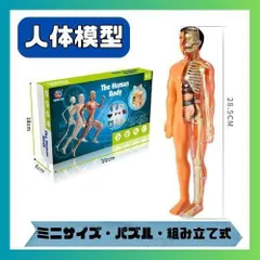 2024年最新】人体模型 おもちゃ 脳の人気アイテム - メルカリ