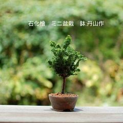 石化桧（ひのき）苗木素材 丹山作盆栽鉢 自分で作るミニ盆栽 石化檜 初心者セット