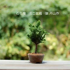 宗像一蒼 ミニ盆栽鉢【直径4cm×高さ2.5cm】