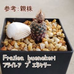 種子１０粒 Frailea buenekeri フライレア ブエネケリー