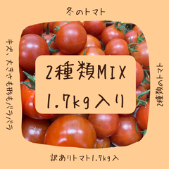 【2種類ミックス】訳ありフルーツミニトマト1.7Kg入り【愛知県産】