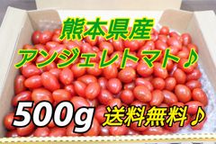 熊本産ミニトマト　アンジェレトマト　500g　収穫仕立て♪