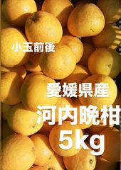 愛媛県産　小玉　宇和ゴールド　河内晩柑　柑橘　5kg