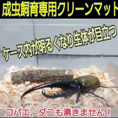 2024年最新】カブトムシ 幼虫 観察の人気アイテム - メルカリ