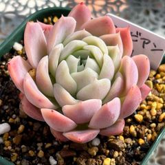 多肉植物 ☘️ カリビアンブルー 抜き苗