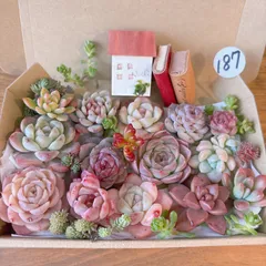 187  多肉植物寄せ植えセット  オブジェオマケ付き