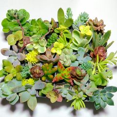 多肉植物セダム37種類セット【育成説明書付き】
