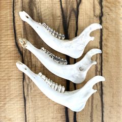 モササウルス 頭蓋骨 化石 レプリカ - メルカリ