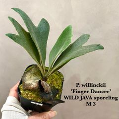 ◉複数購入歓迎◉ ウィリンキー　フィンガーダンサーワイルド　ビカクシダ 　P. willinckii 'Finger Dancer’ WILD JAVA sporeling　 胞子培養／自家栽培／ポット苗／着生植物／大きめサイズ【 M３】