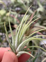 【ネコポス】チランジア イオナンタ 'トールベルベット' Tillandsia ionantha 'Tall Velvet' キンクマ農園☆T0093