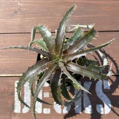Dyckia hybrid seedling ディッキア ハイブリッド 国内実生