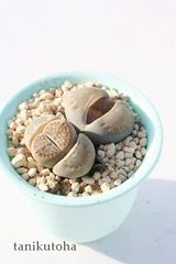 福来玉 リトープス Mサイズ 5.5cmポット Lithops julii ssp. fulleri 多肉植物 多肉永遠のサムネイル
