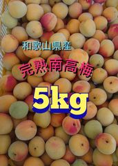 完熟南高梅 5kg 和歌山県産
