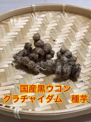 国産黒ウコン　クラチャイダム　種芋　2個セット