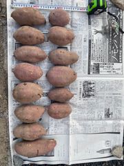 無農薬　さつまいも　紅はるか 4.5キロ入り
