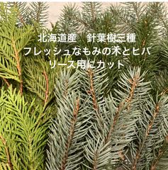 選べるもみの木ヒバ　リース用にカット済み　針葉樹三種　フレッシュなもみの木二種とヒバ