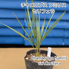 【人気のヤシ🌴追加します‼️】【鉢ごと発送】　チャメロプス　フミリス　セリフェラ　Chamaerops humilis var.cerifera　2025-3-6-chc３