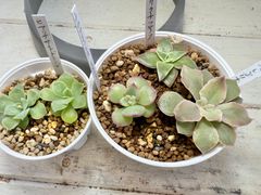 多植物肉　ケーレス実生小苗　原種4種5苗セットです。おまけ1苗！