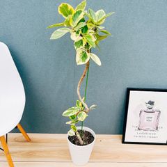 ［現品］【希少】☆おすすめ☆ 89番　フィカス　グランディス　曲がり　8号 観葉植物 フィカス バーガンディ曲がり（8号鉢）｜HanaPrime