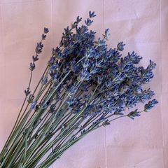北海道産　無農薬　ラベンダー　ドライフラワー
