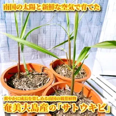 2025年最新】奄美大島産蘇鉄の人気アイテム - メルカリ