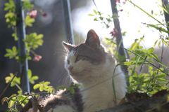 【カメラ初心者向け】屋外猫撮影セット フルサイズ一眼レフ+望遠レンズ