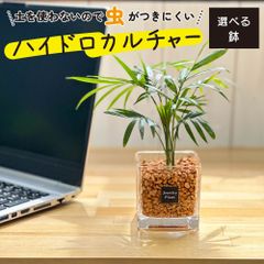 観葉植物 ハイドロカルチャー テーブルヤシ オレンジゼオライト 土を使わない ミニ 観葉 母の日 初心者 小さい おしゃれ 開店祝 風水 卓上 玄関 インテリア リビング 送料無料