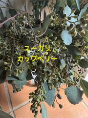 ユーカリ　ドライフラワー