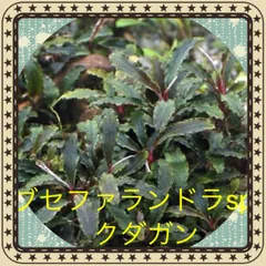 ブセファランドラsp クダガン 20株　5/16まで限定価格‼️ 水草 ブセファランドラ クダガン」の人気商品一覧 | 安い商品を