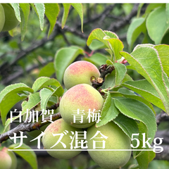 【2025年度】白加賀　青梅　「サイズ混合」　※小さいものを含みます
